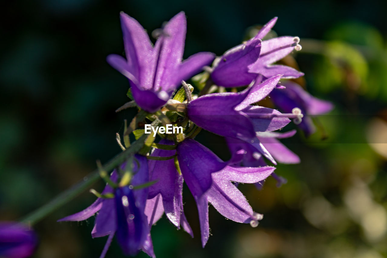 Close up of purple flowering bellflower, campanula rapunculus