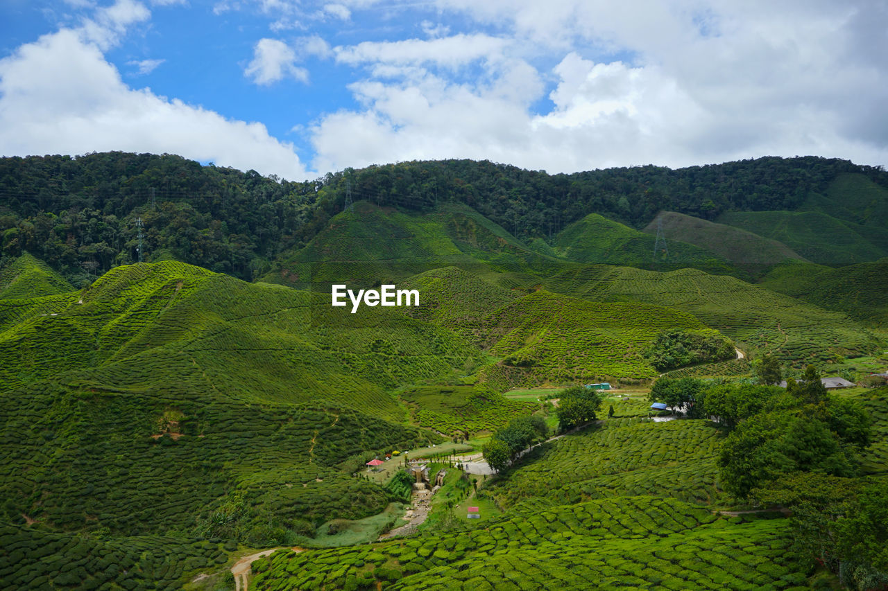 HIGH ANGLE VIEW OF GREEN LANDSCAPE