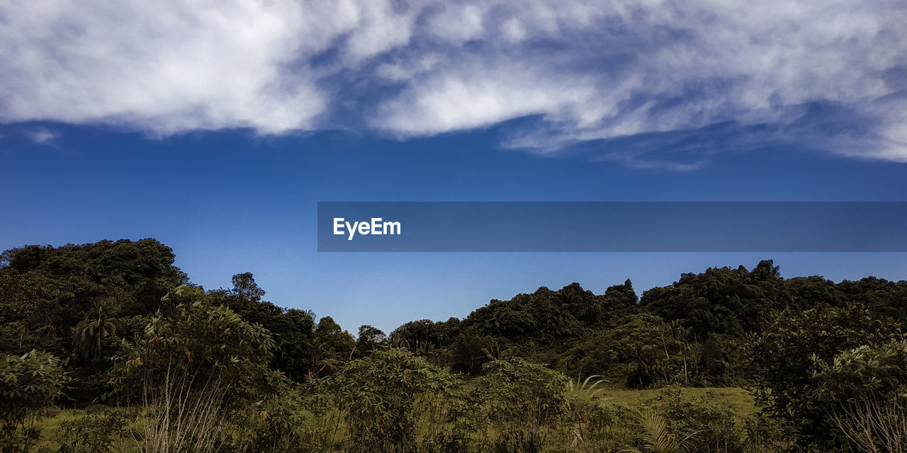 LOW ANGLE VIEW OF TREES AGAINST BLUE SKY