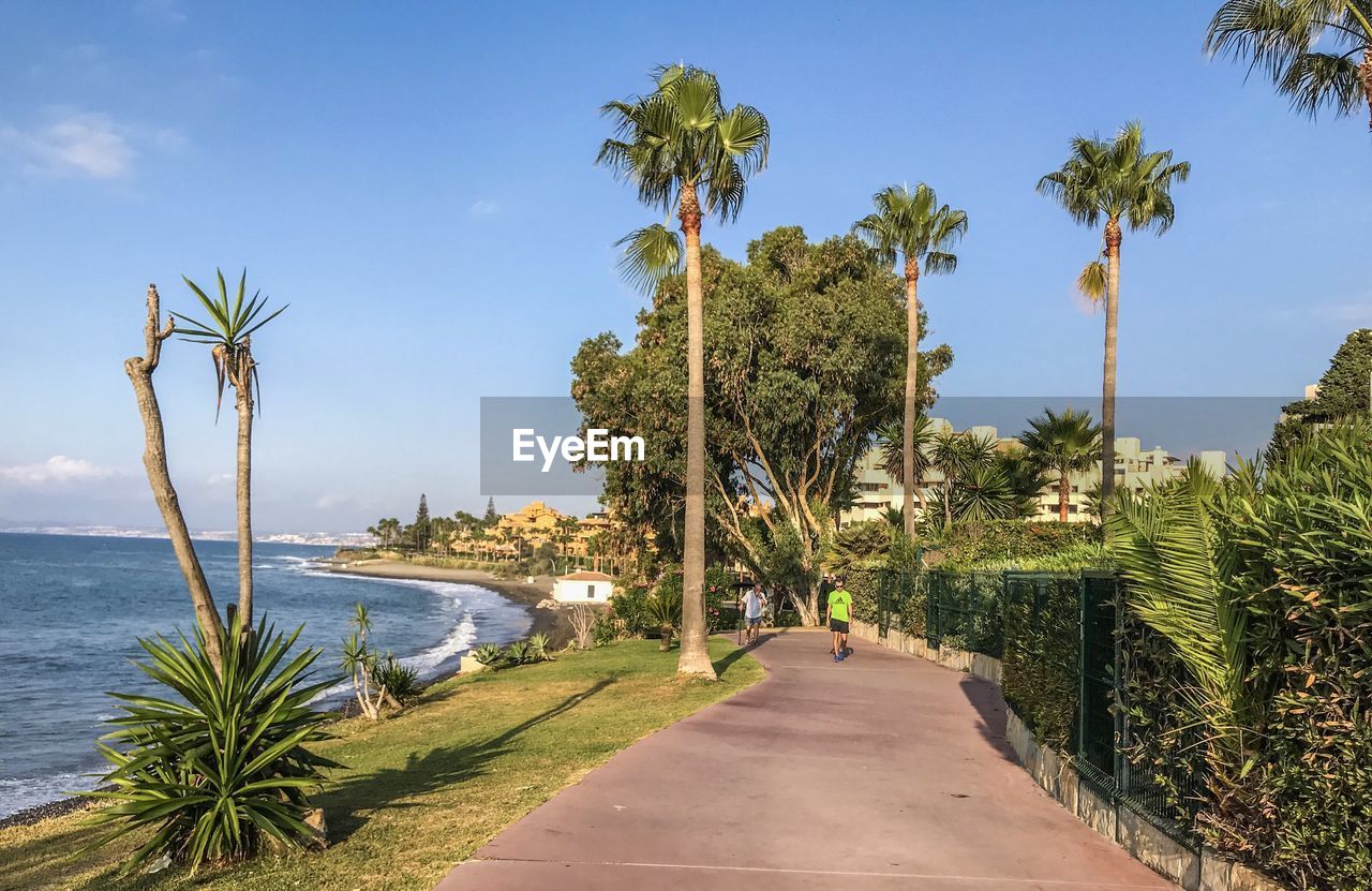 Scenic view of palm trees by sea against sky