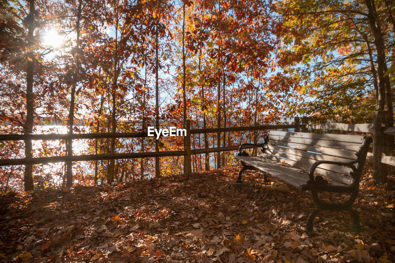 Trees in park during autumn