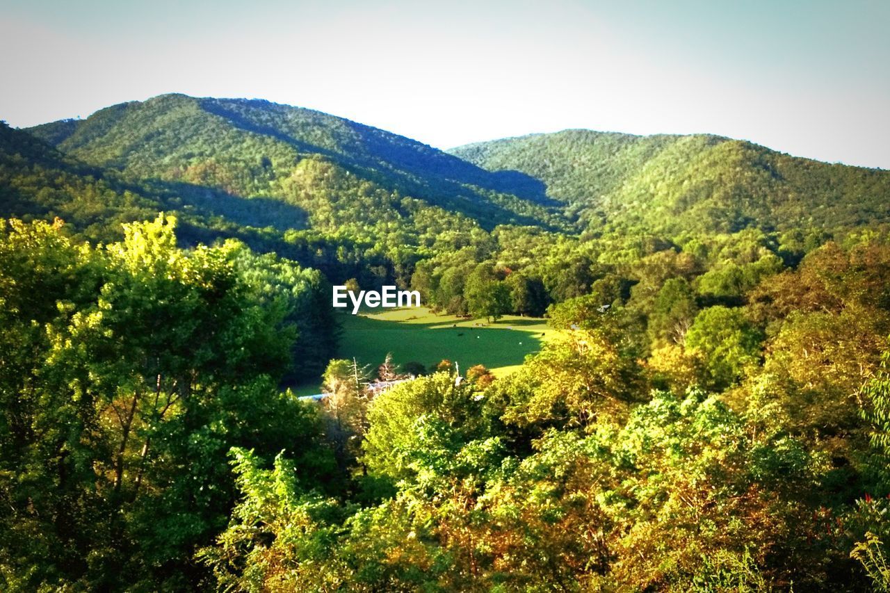 SCENIC VIEW OF TREE MOUNTAINS AGAINST SKY