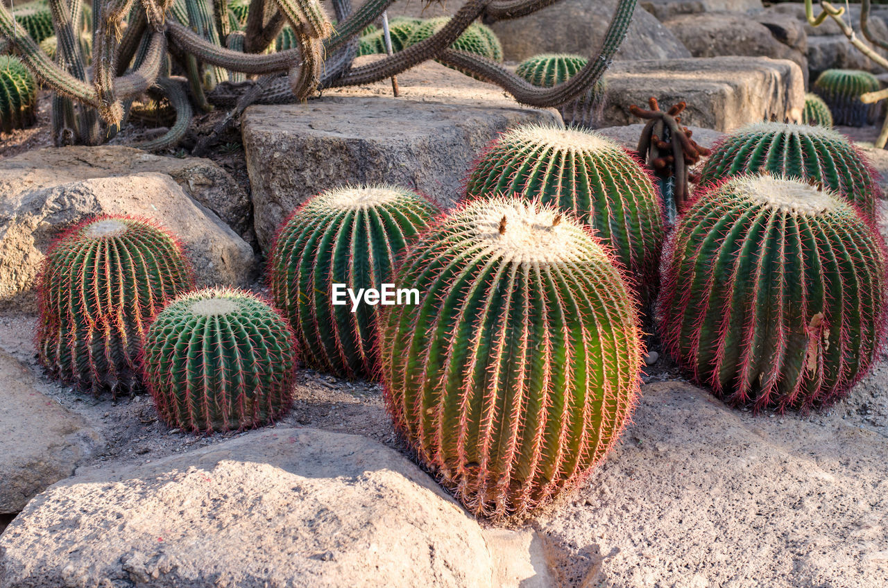 HIGH ANGLE VIEW OF CACTUS PLANTS ON FIELD