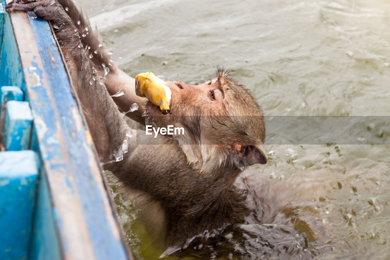 Close-up of monkey in water