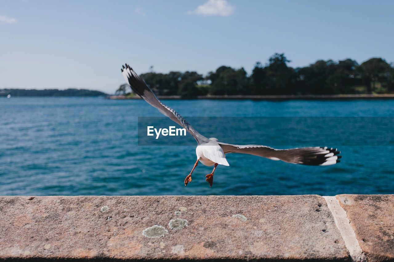 Seagull taking off over river against sky