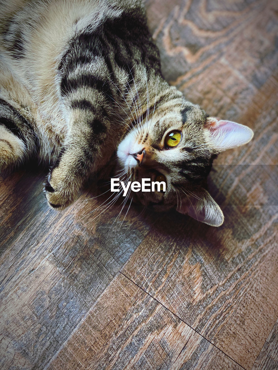 High angle view of cat lying on floor