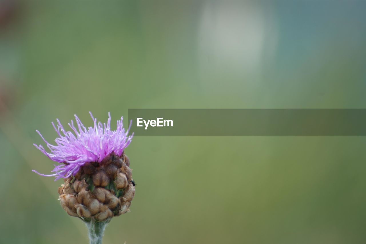 CLOSE-UP OF THISTLE ON PURPLE FLOWER