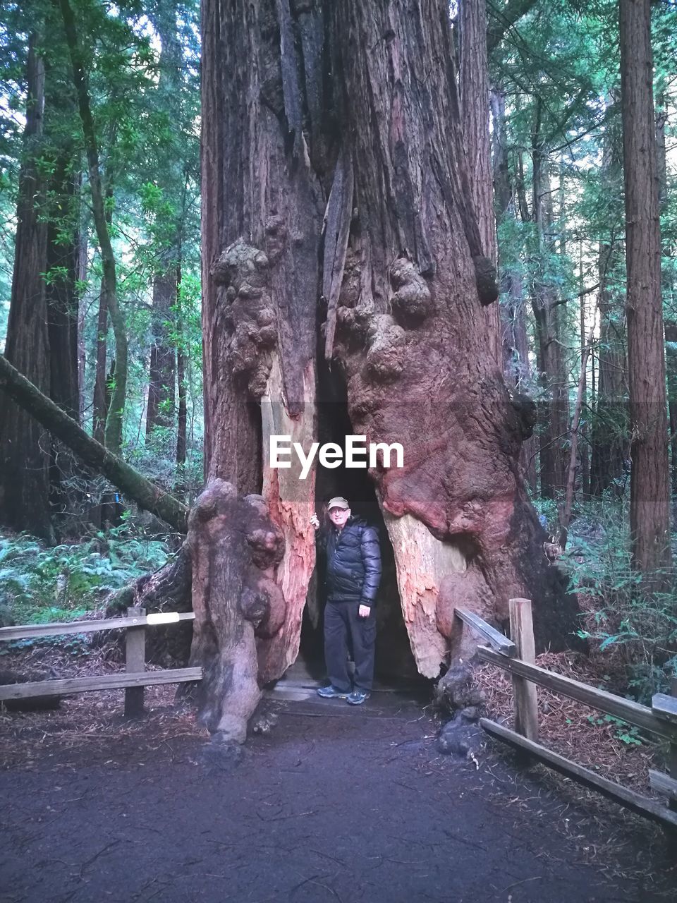 LOW SECTION OF MAN WORKING AT TREES