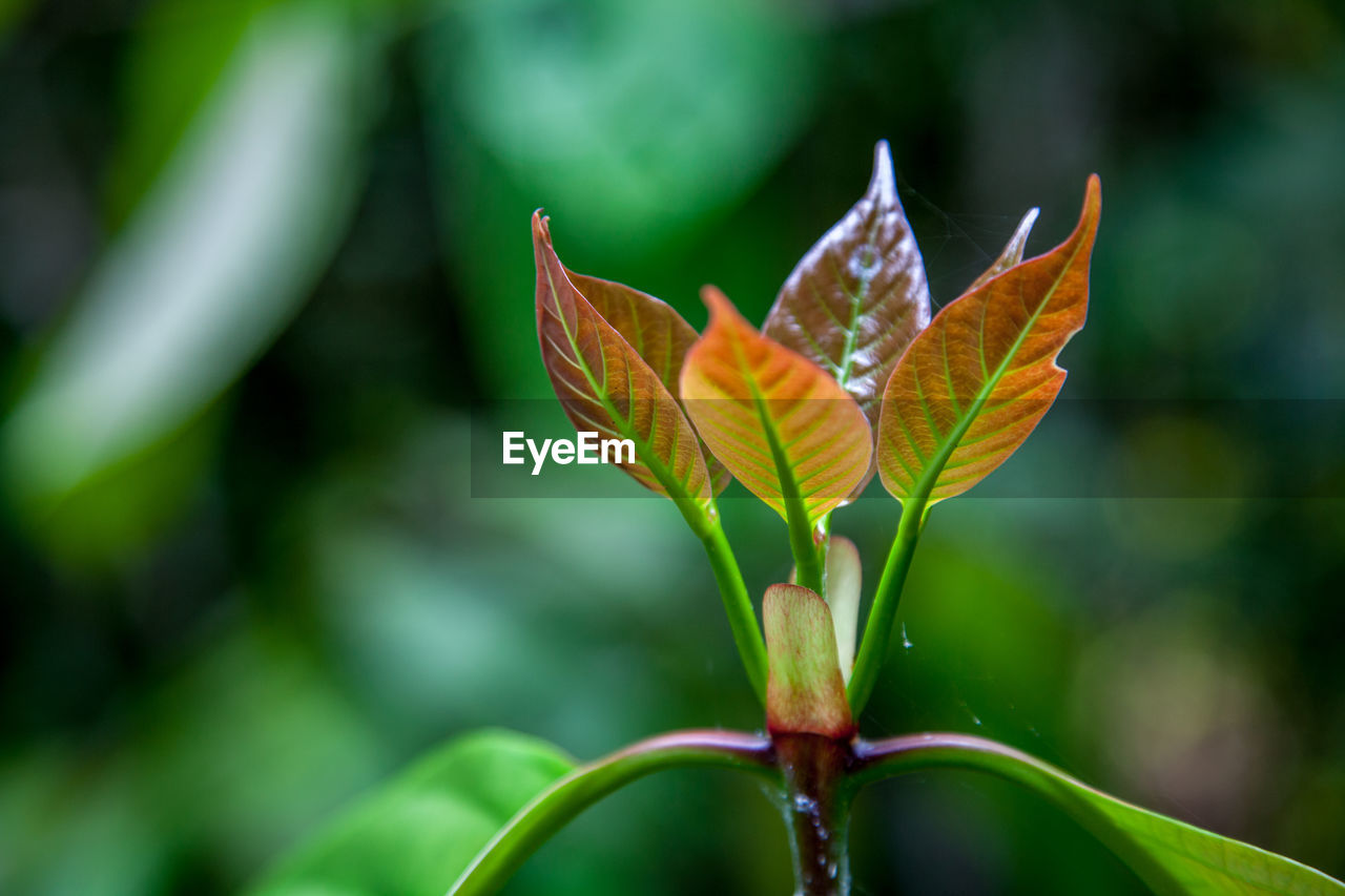 Close-up of plant