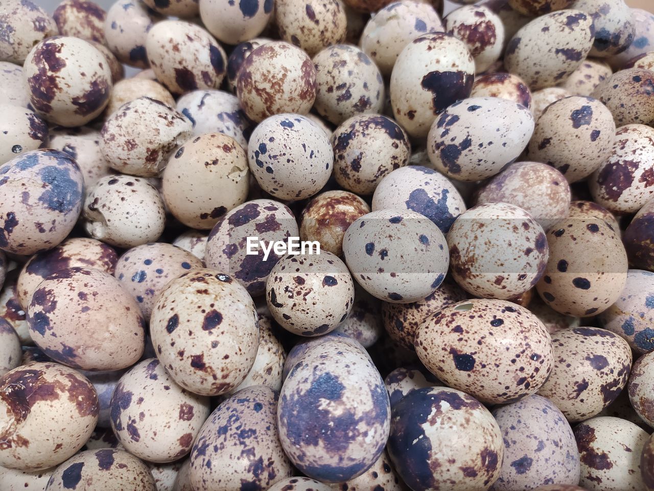  quail eggs 