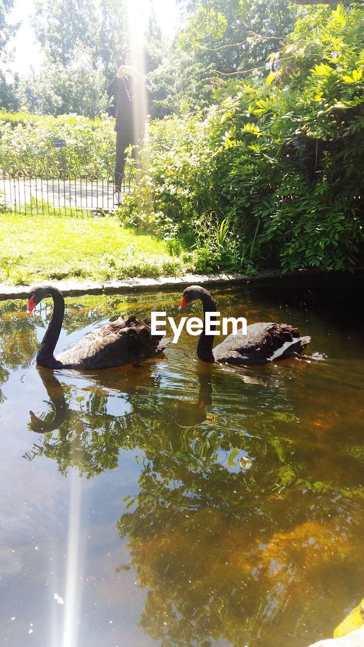 SWANS SWIMMING ON LAKE