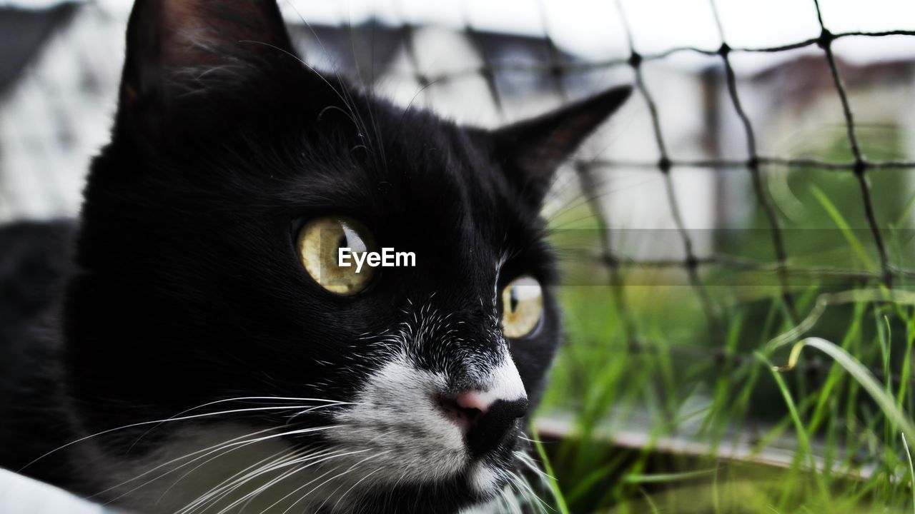 Close-up portrait of black cat