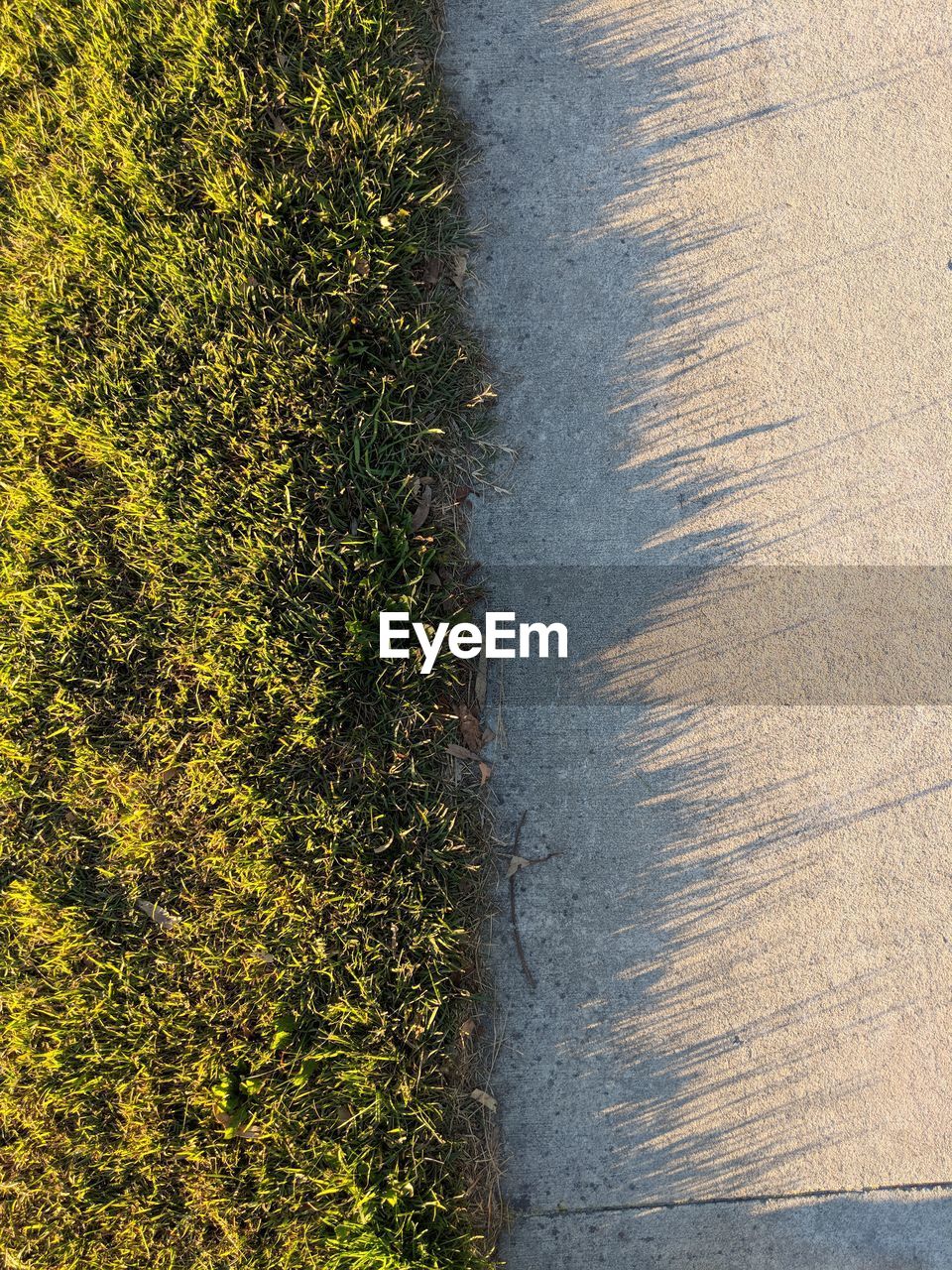 High angle view of plants growing on field