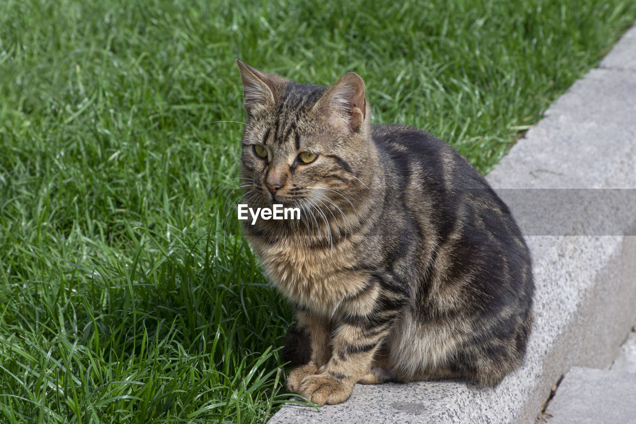 CAT SITTING ON GRASS BY PLANTS