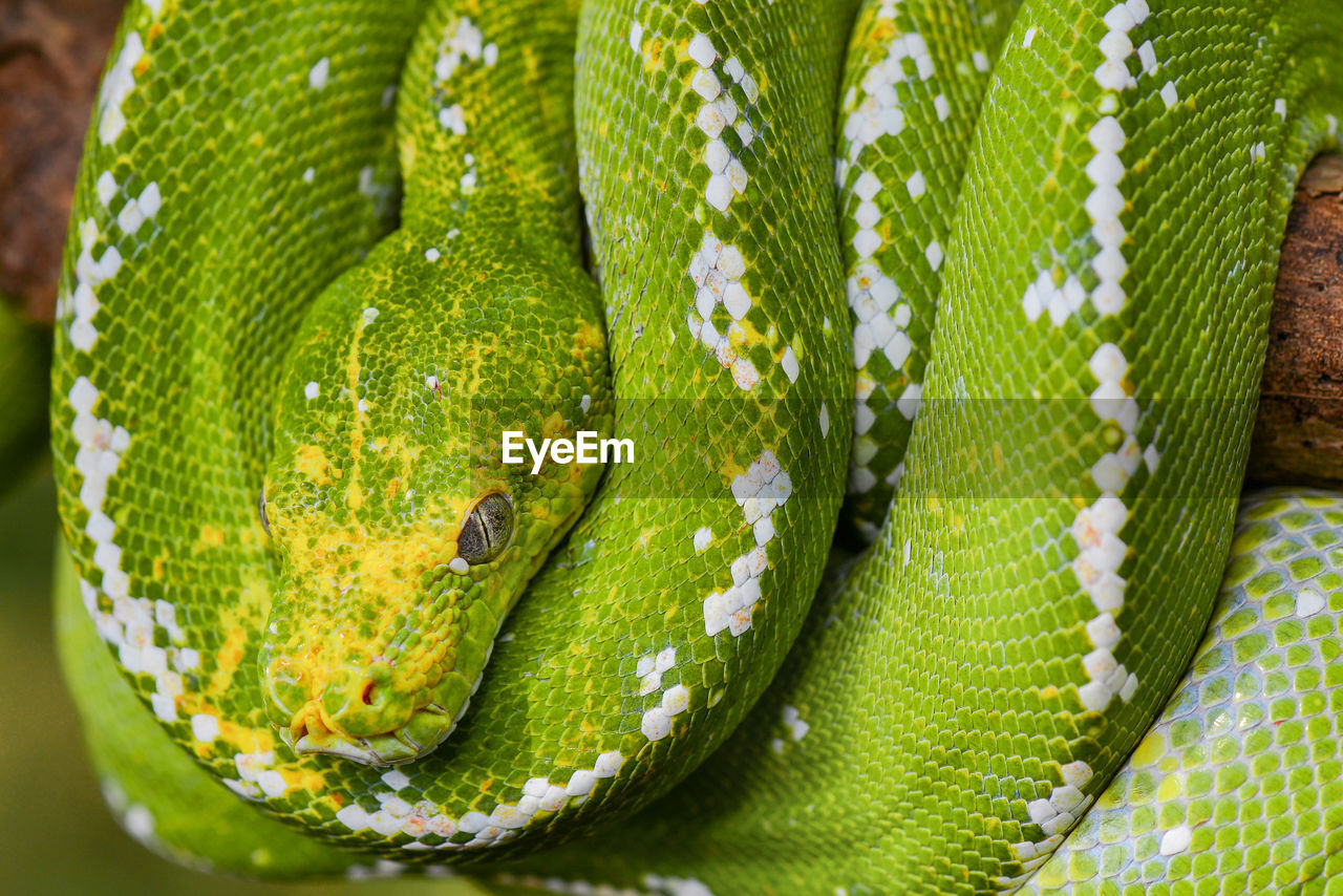 animal themes, animal, green, snake, one animal, reptile, animal wildlife, wildlife, close-up, no people, boa, curled up, tree, animal body part, nature, rainforest, animal scale, serpent, plant, day, forest, outdoors, animal head, poisonous, environment, yellow, land