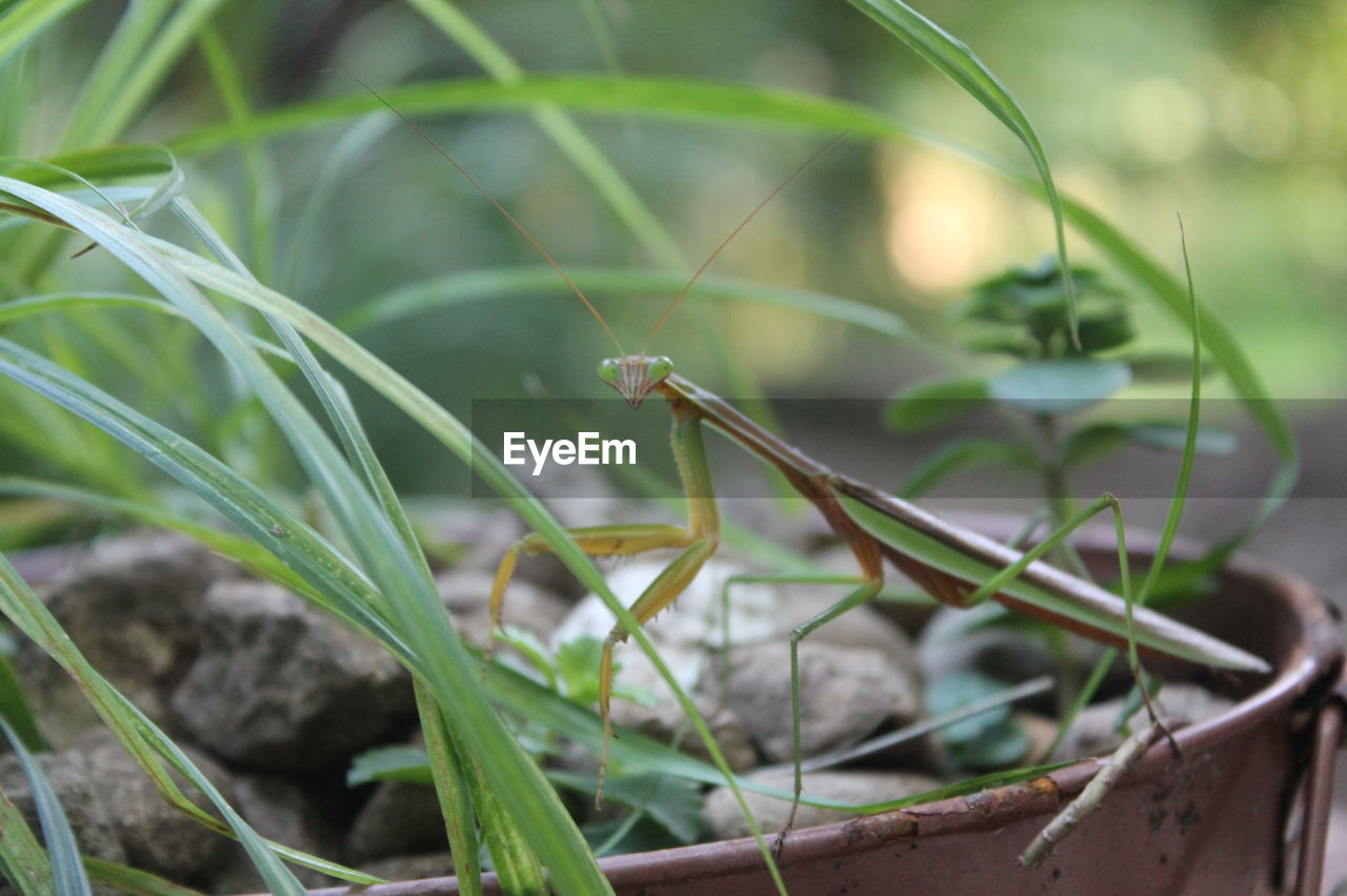 CLOSE-UP OF INSECT ON PLANTS