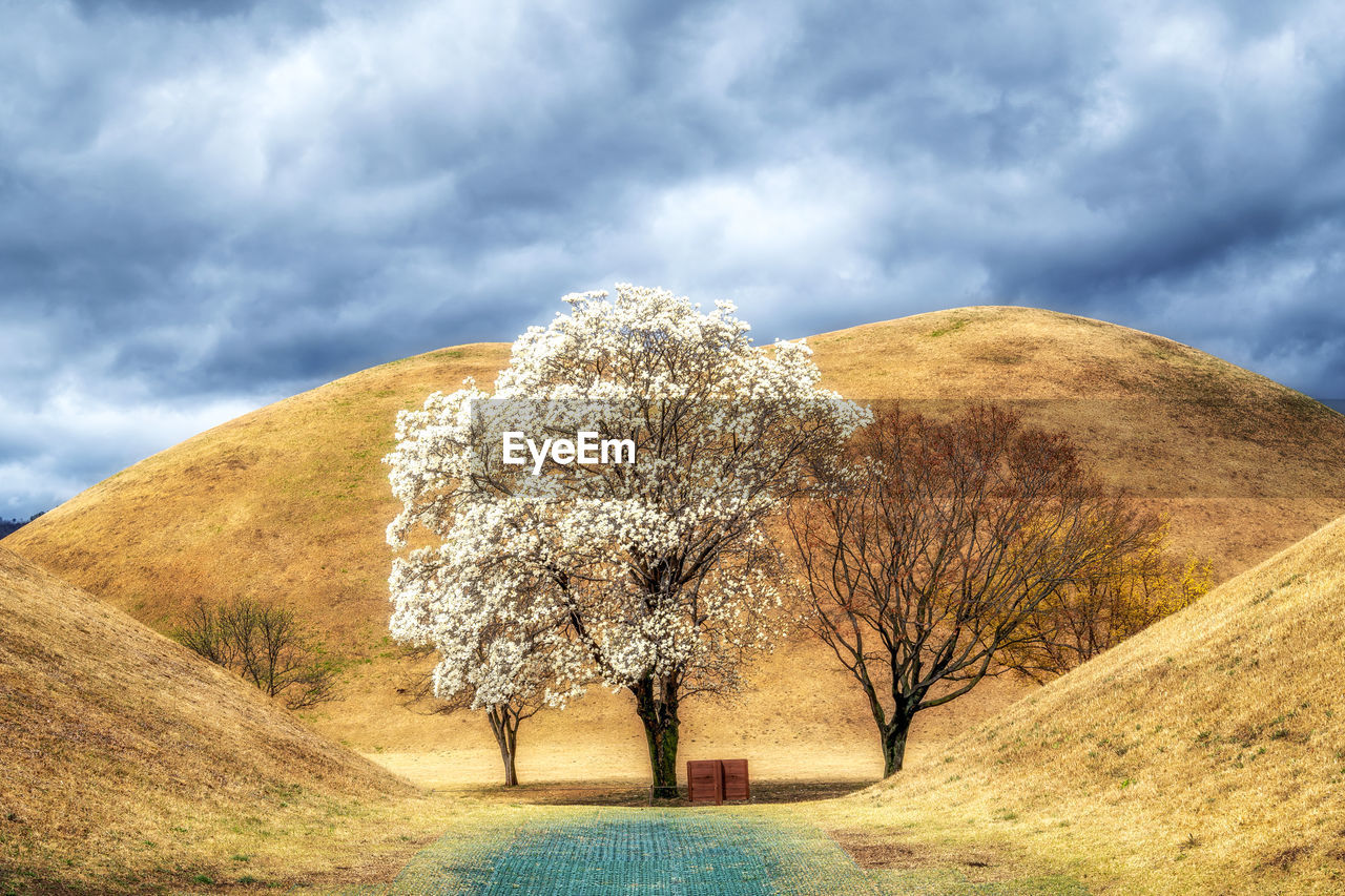 nature, cloud, sky, plant, hill, landscape, environment, tree, scenics - nature, beauty in nature, land, grass, rural area, no people, flower, tranquility, tranquil scene, rural scene, outdoors, morning, non-urban scene, day, travel destinations, field, sunlight, cloudscape, travel