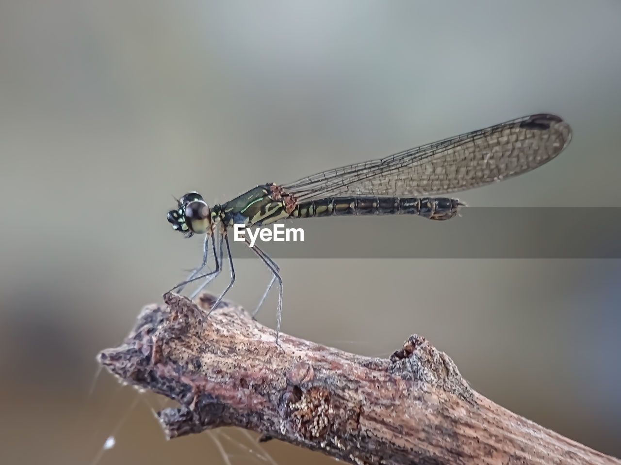 CLOSE-UP OF DRAGONFLY