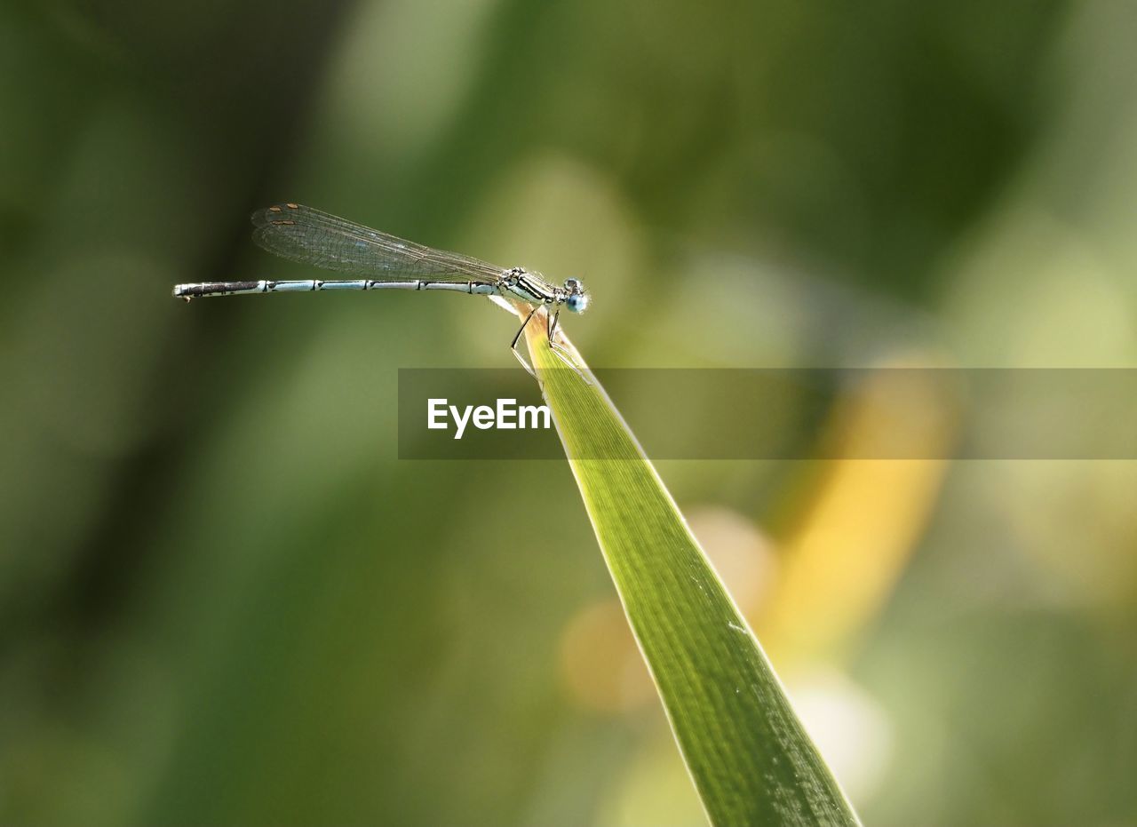 CLOSE-UP OF INSECT