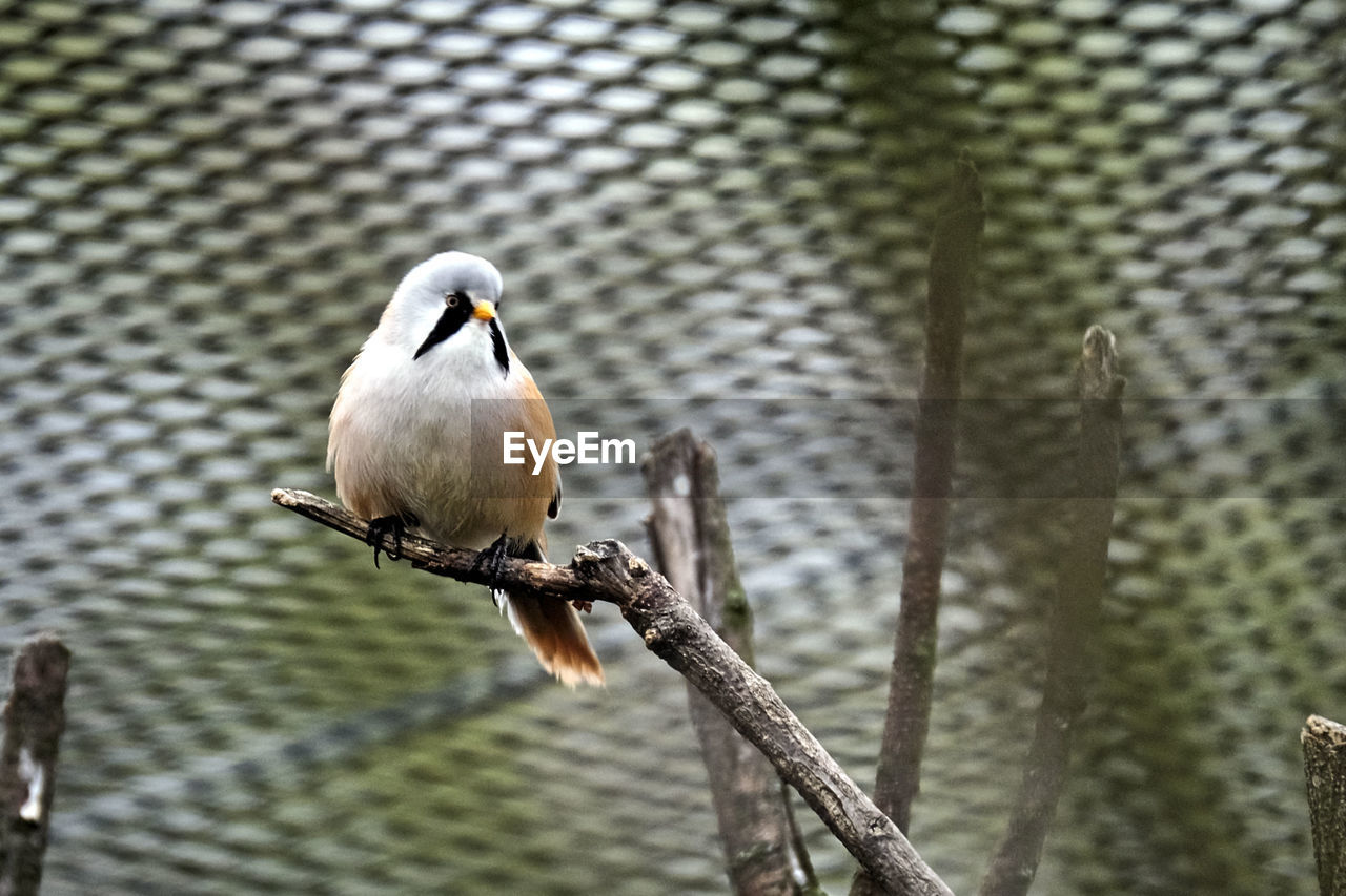 CLOSE-UP OF BIRD PERCHING ON FENCE