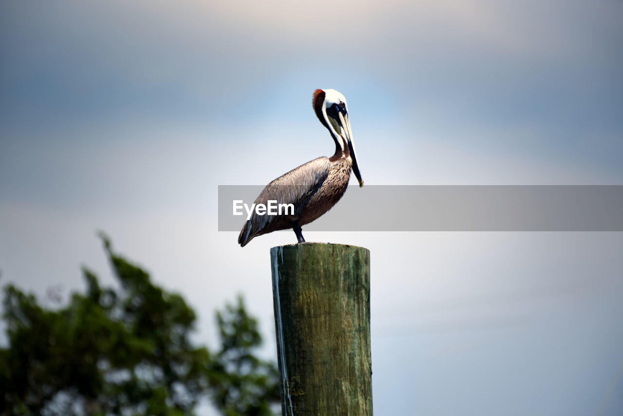 LOW ANGLE VIEW OF BIRD PERCHING ON WOODEN POST AGAINST SKY