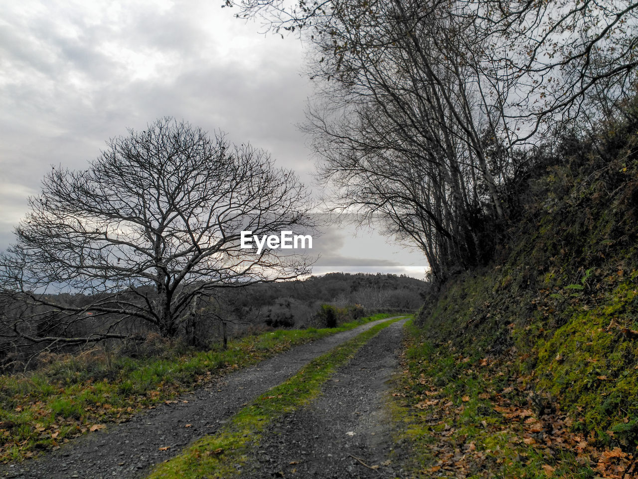 Road amidst bare trees against sky