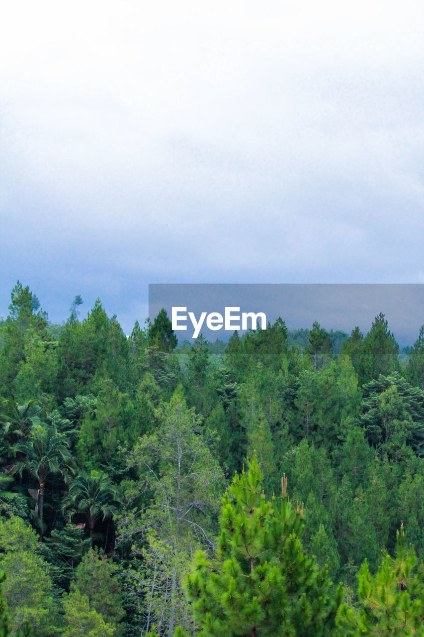 TREES AND PLANTS IN FOREST AGAINST SKY