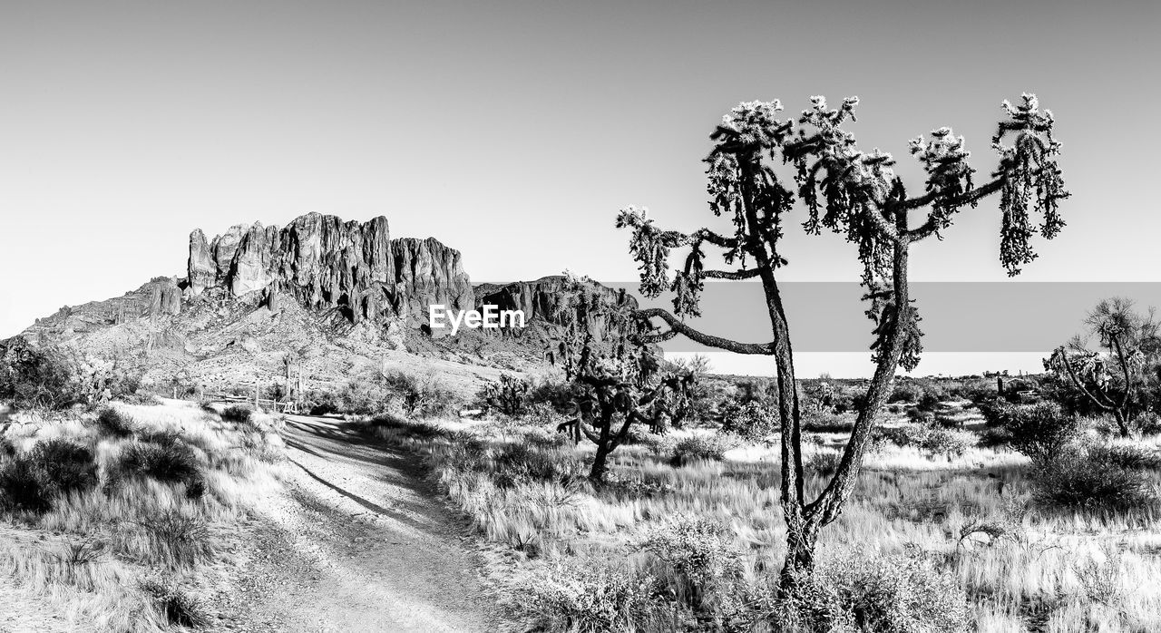 plant, landscape, black and white, environment, sky, nature, tree, scenics - nature, monochrome photography, land, monochrome, beauty in nature, no people, non-urban scene, tranquility, tranquil scene, mountain, clear sky, rock, travel destinations, desert, travel, outdoors, grass, semi-arid, day, wilderness, extreme terrain, rock formation, remote, panoramic, tourism, pinaceae, sunny, physical geography