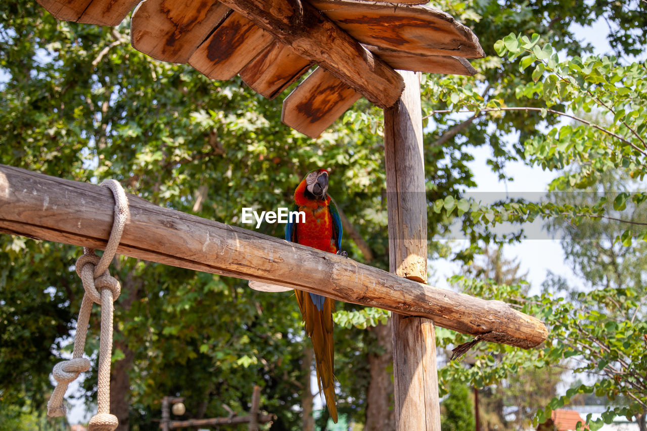 Low angle view of bird perching on tree