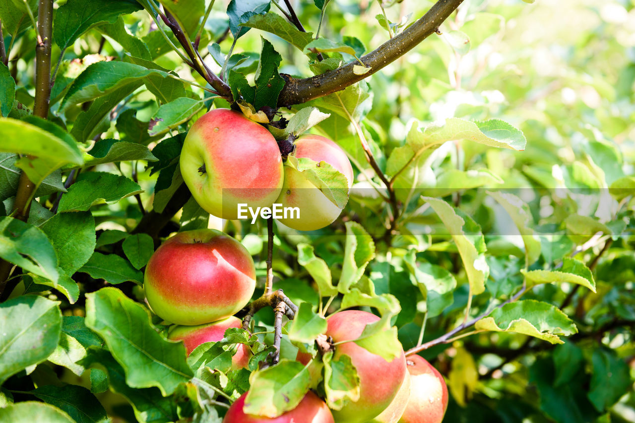 CLOSE-UP OF APPLE TREE