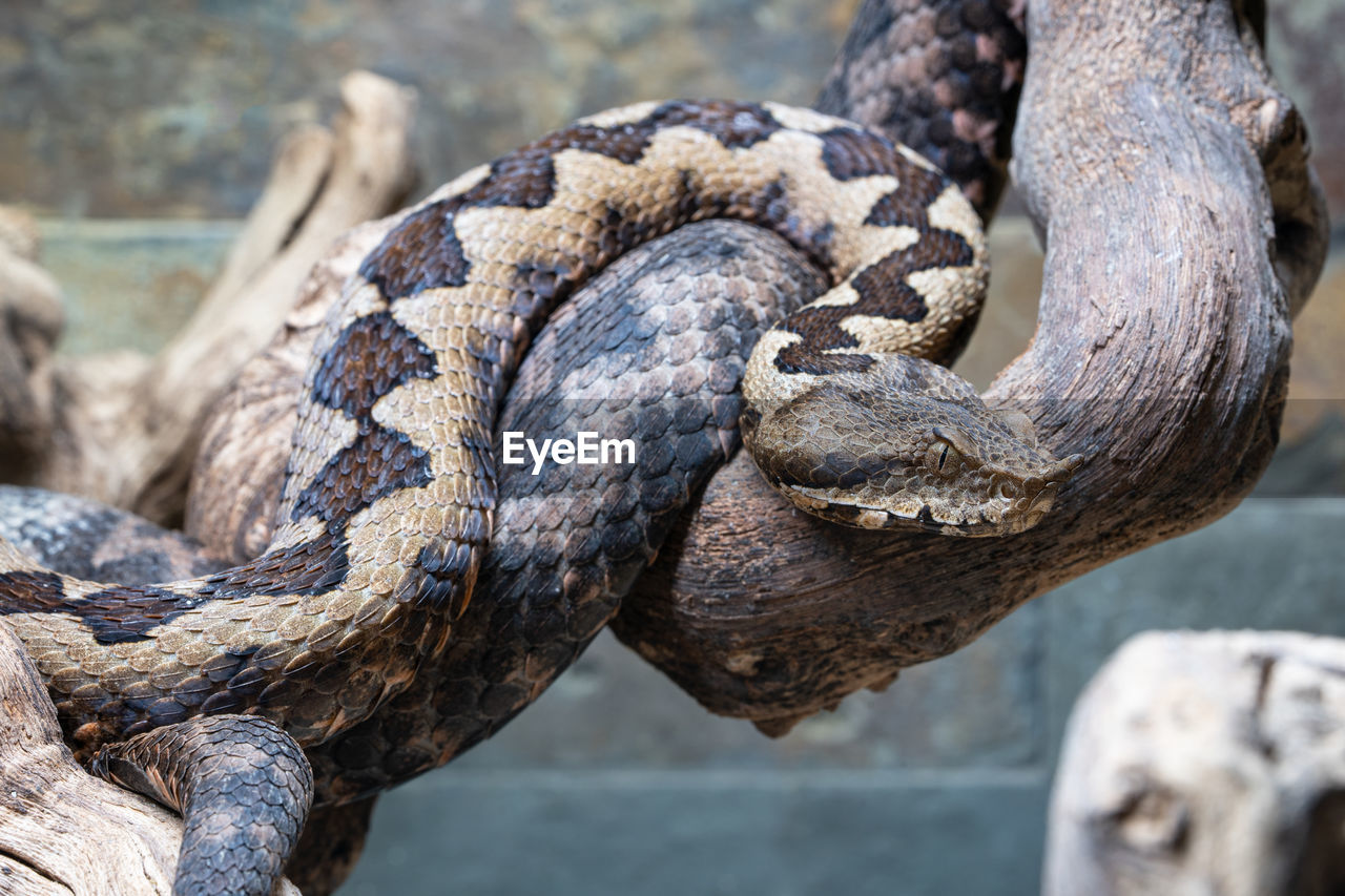 animal themes, animal, animal wildlife, snake, serpent, reptile, wildlife, one animal, boa, boa constrictor, nature, no people, animal body part, sign, outdoors, day, warning sign, close-up, communication, tree, viper, poisonous, focus on foreground