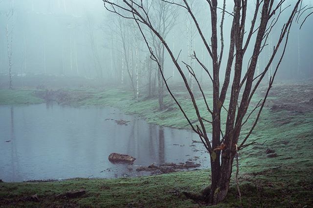 REFLECTION OF TREES ON WATER