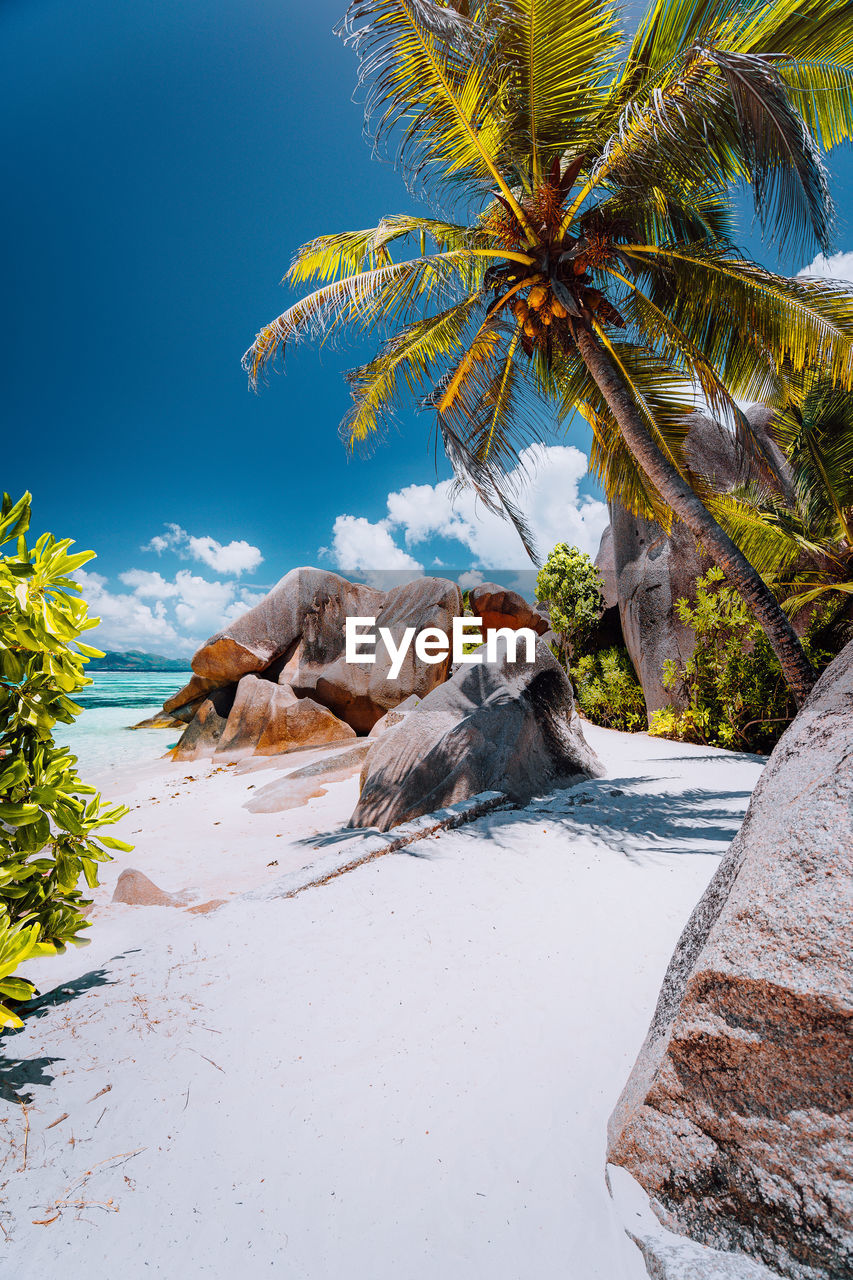 PALM TREES ON ROCK AGAINST SKY