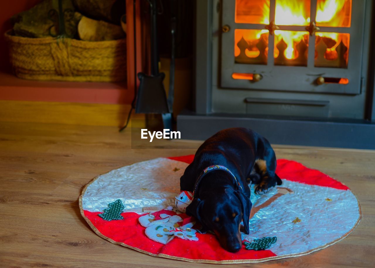 DOG WEARING RED AT HOME