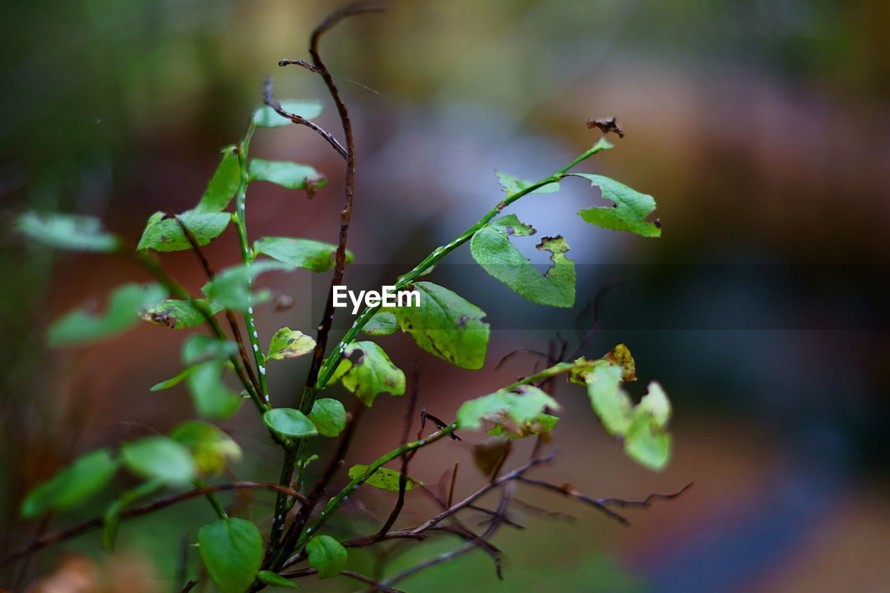 green, nature, plant, branch, leaf, sunlight, plant part, tree, macro photography, flower, beauty in nature, no people, growth, autumn, plant stem, close-up, outdoors, focus on foreground, selective focus, environment, day, food and drink, food, land, forest, blossom, freshness, fruit, tranquility, social issues