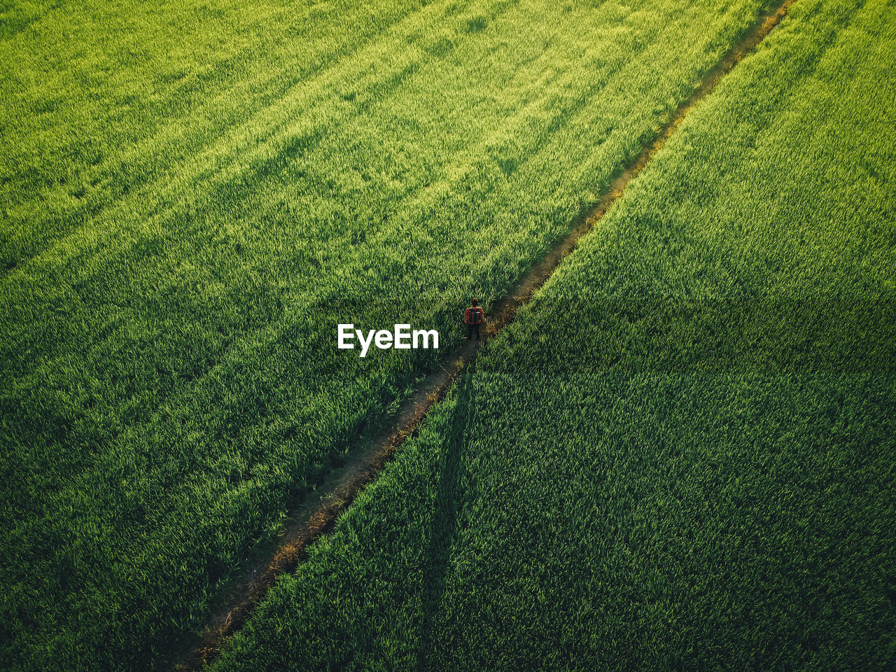 High angle view of corn field