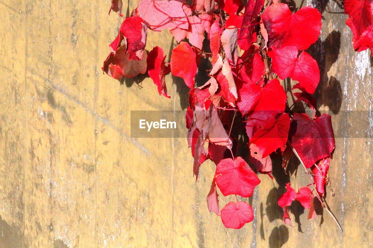 Close-up of red autumn leaves