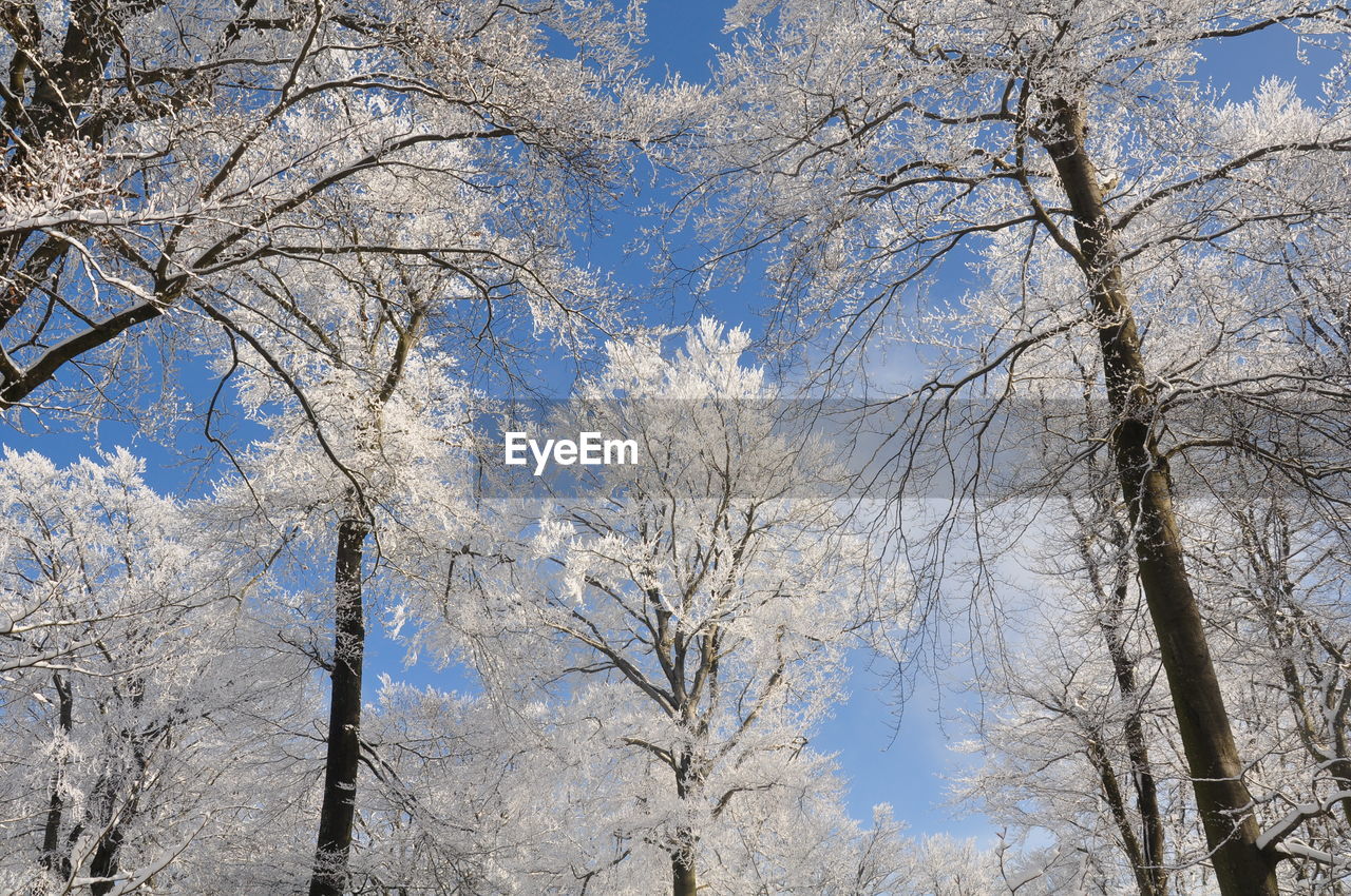 LOW ANGLE VIEW OF FROZEN BARE TREES AGAINST SKY