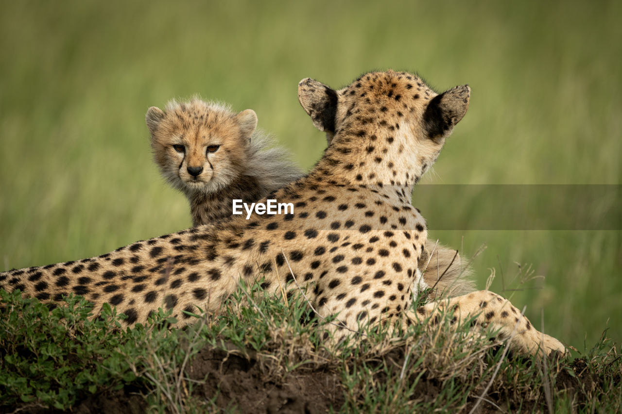 Full length of cheetah sitting on rock