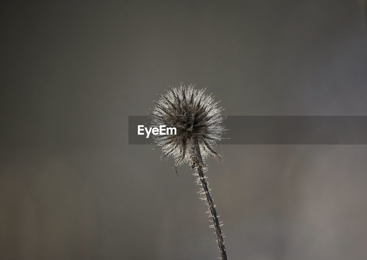 LOW ANGLE VIEW OF DANDELION ON PLANT AGAINST SKY