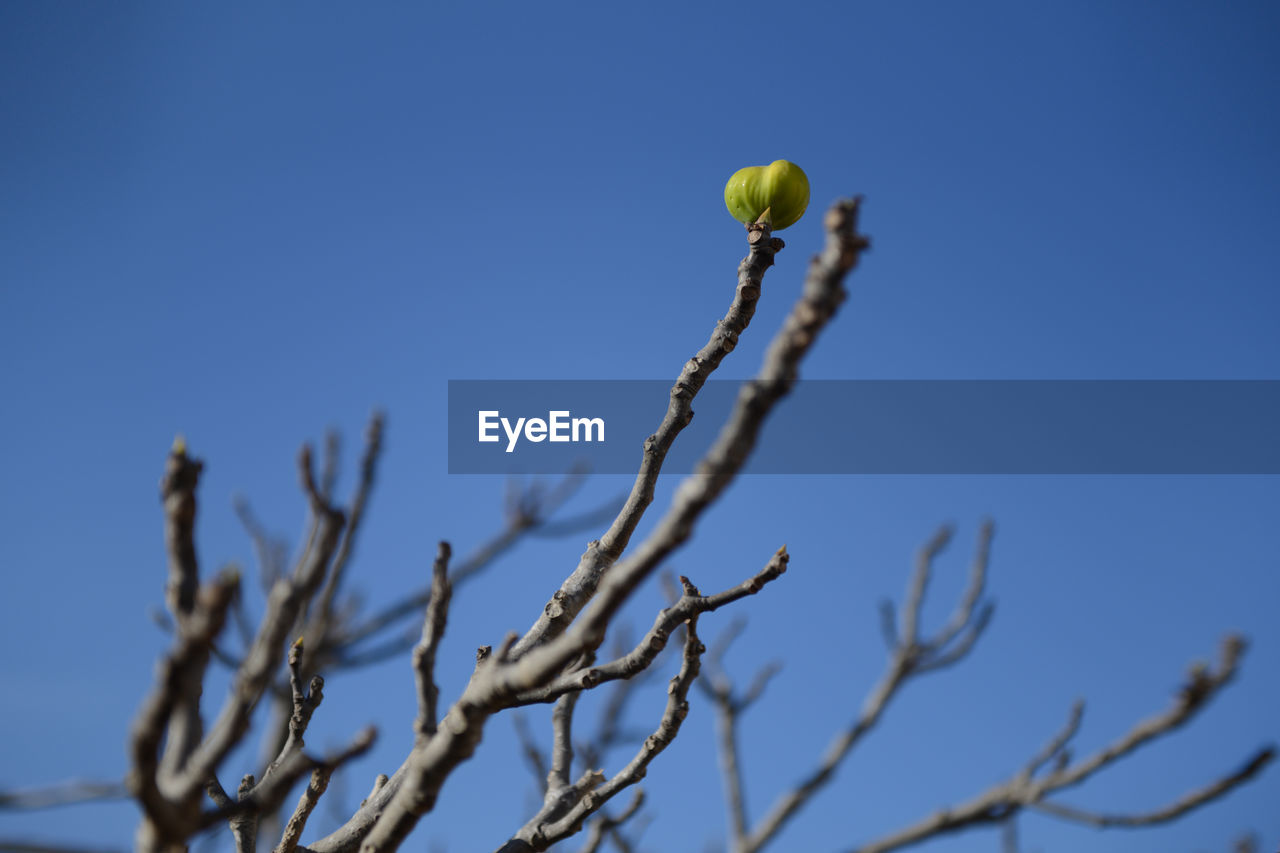 CLOSE-UP OF PLANT AGAINST BLUE SKY