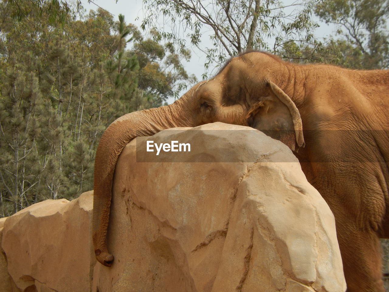 Trunk of elephant on rock in forest