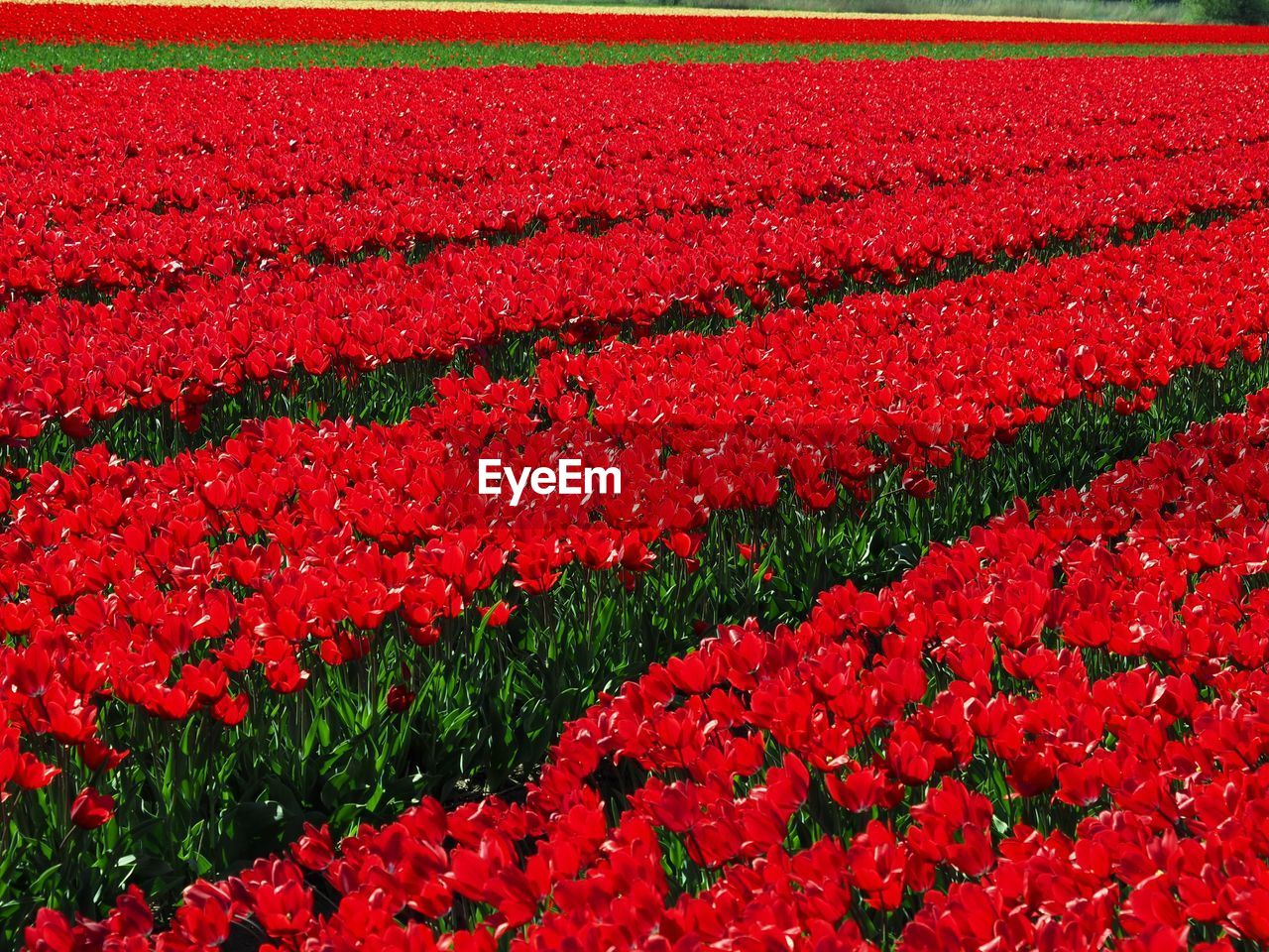 RED TULIPS ON FIELD