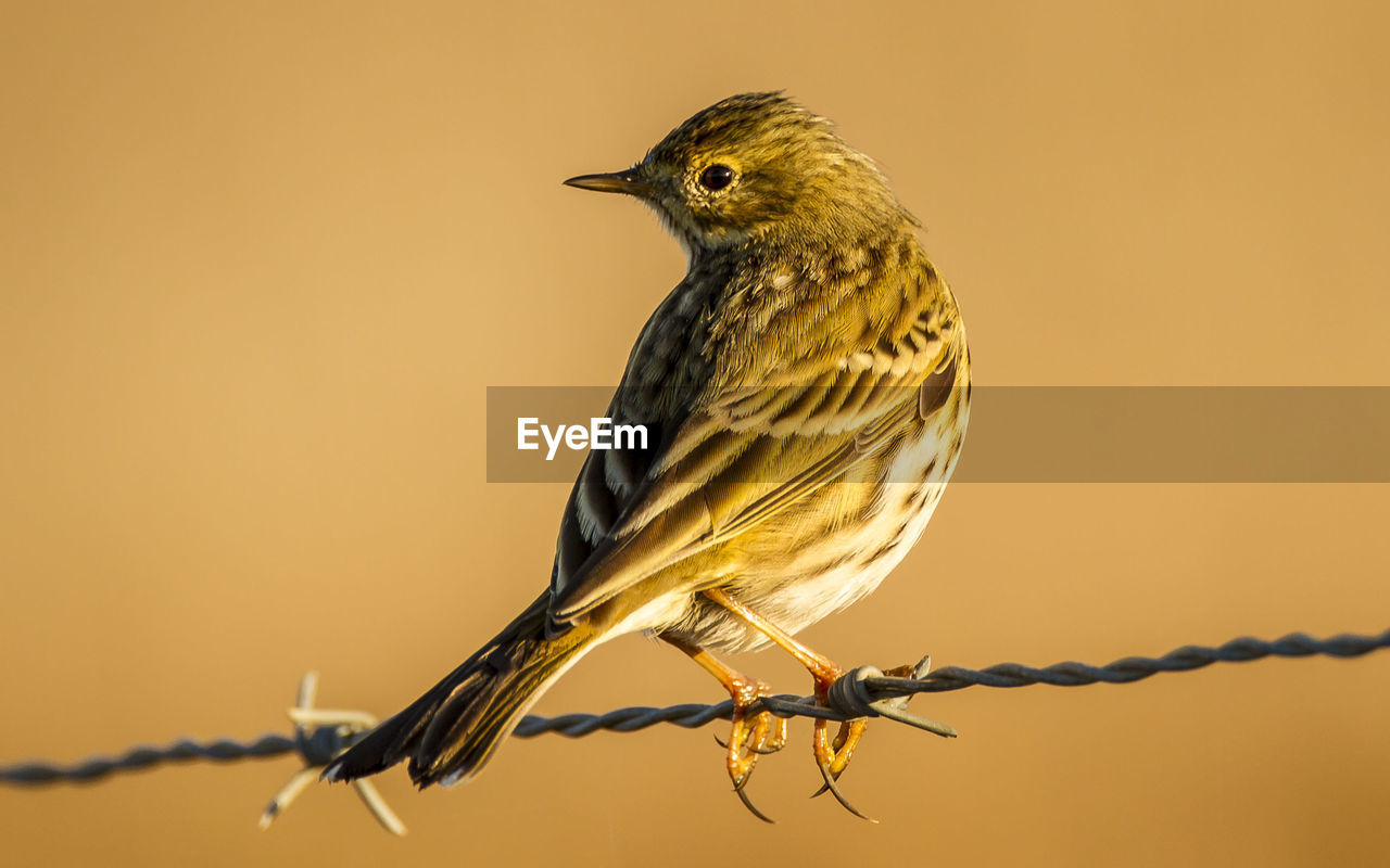 Close-up of bird perching on barbed wire