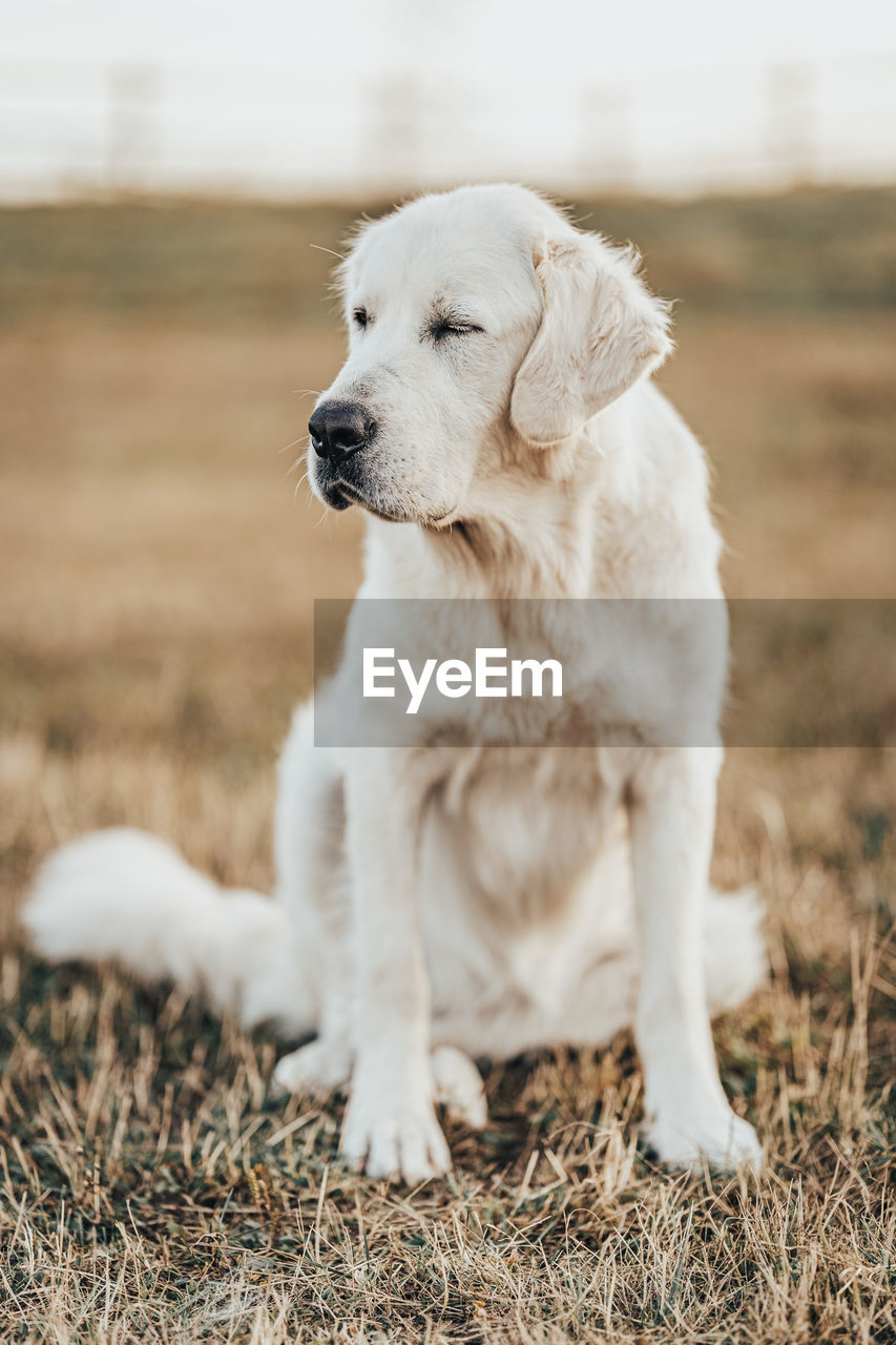 pet, dog, canine, mammal, animal themes, one animal, animal, domestic animals, retriever, puppy, golden retriever, labrador retriever, no people, grass, young animal, sitting, cute, nature, purebred dog, looking, looking away, outdoors, carnivore
