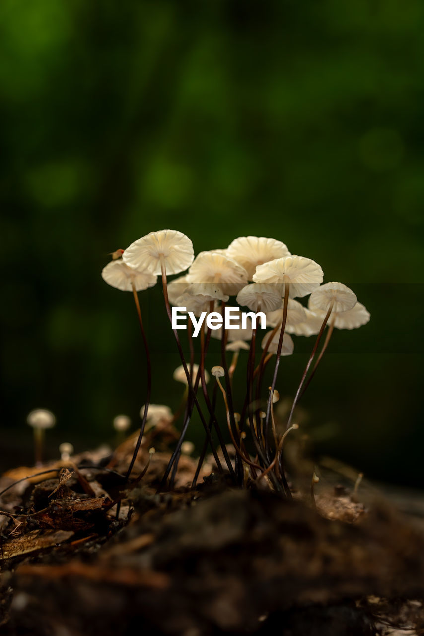 Close-up of mushrooms growing on a log
