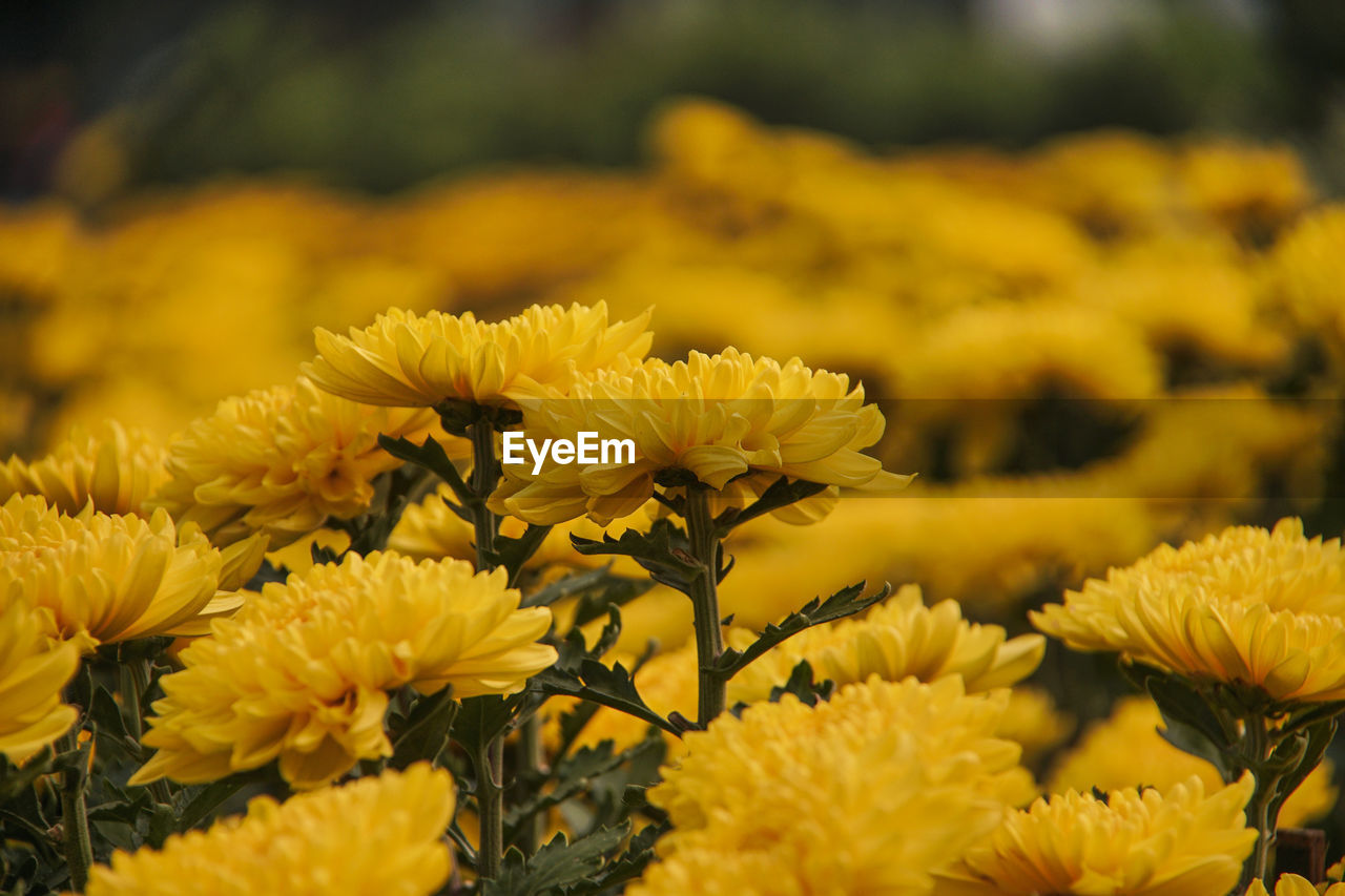 CLOSE-UP OF YELLOW FLOWERS ON PLANT AT FARM