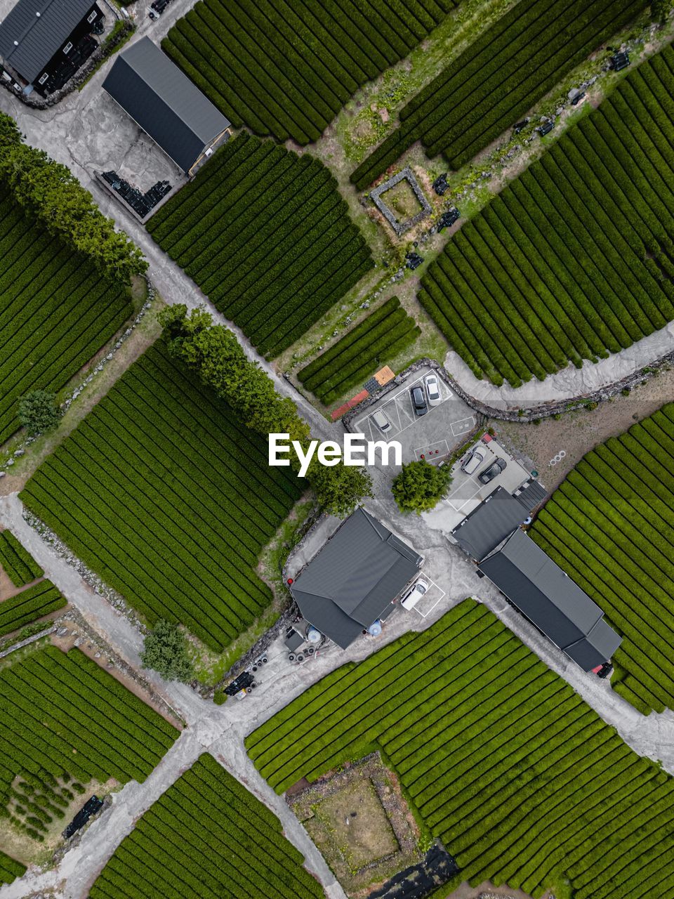 Top view of tea plantation south korea