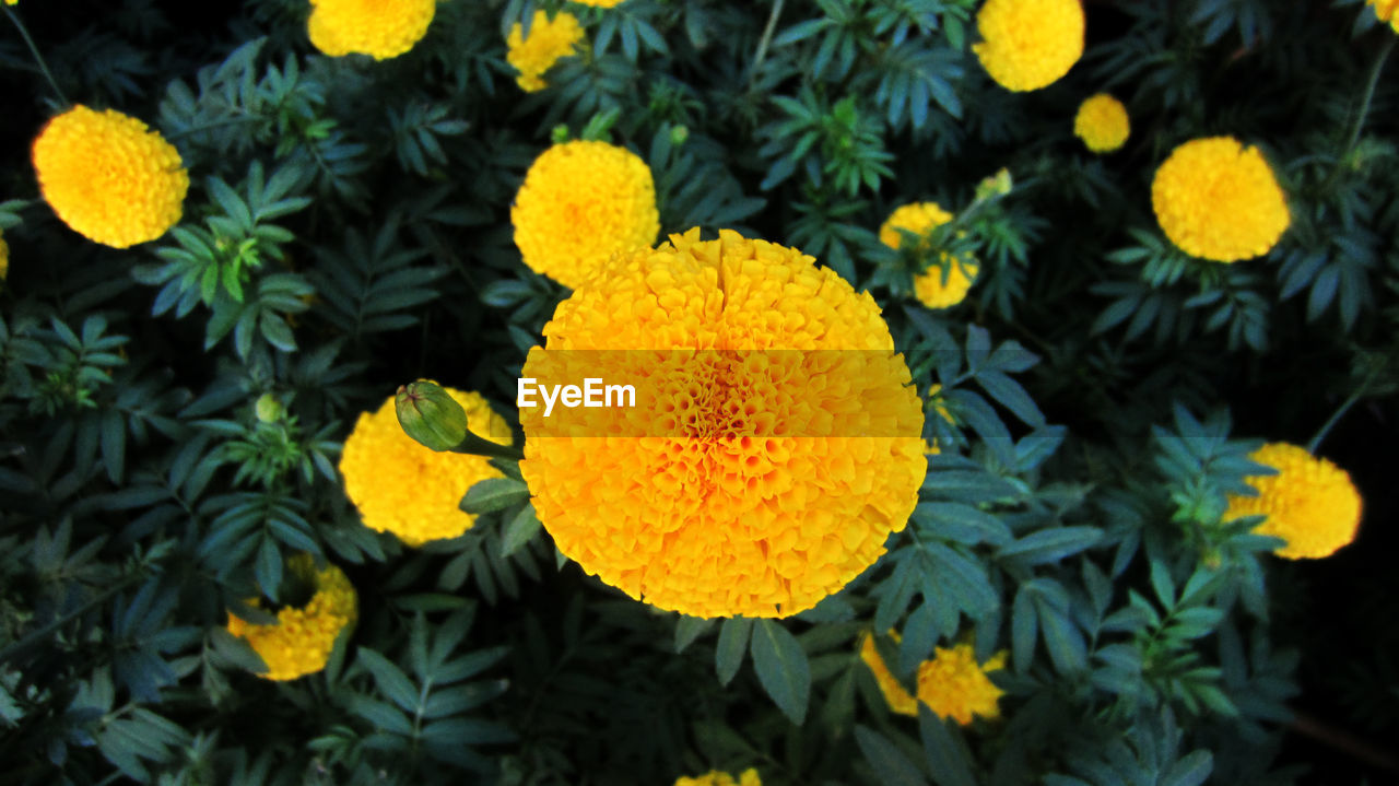 CLOSE-UP OF MARIGOLD BLOOMING OUTDOORS