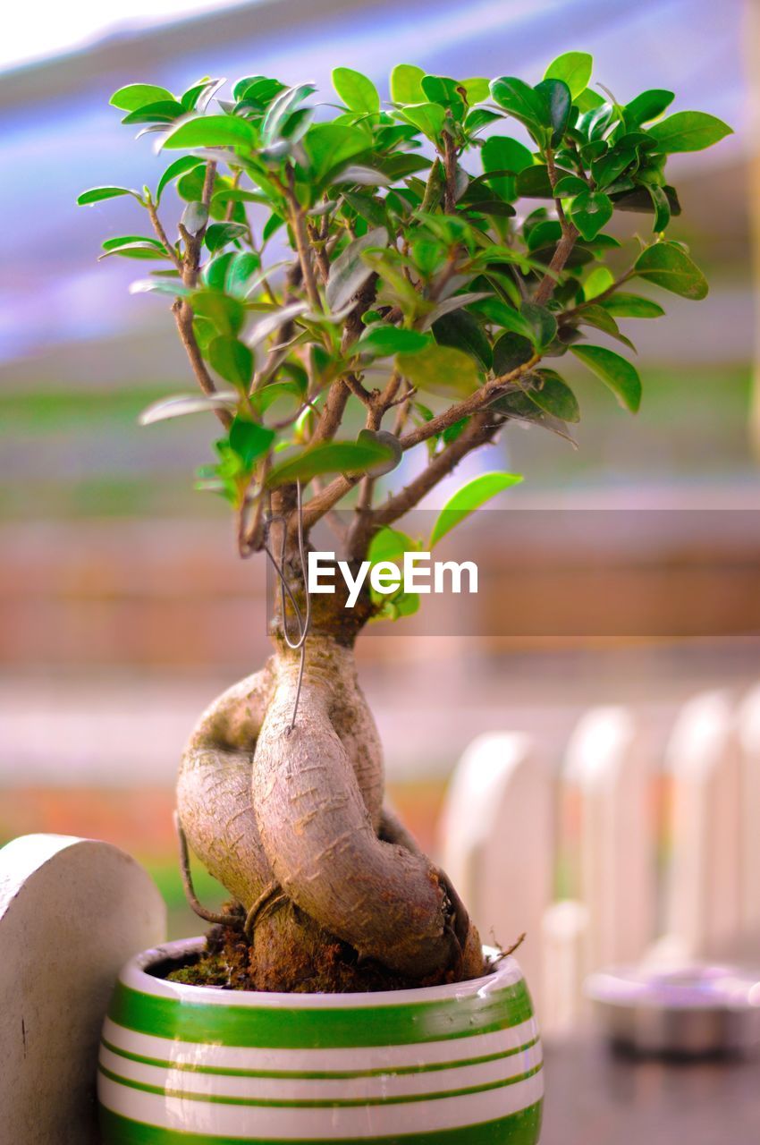 Close-up of plant on table